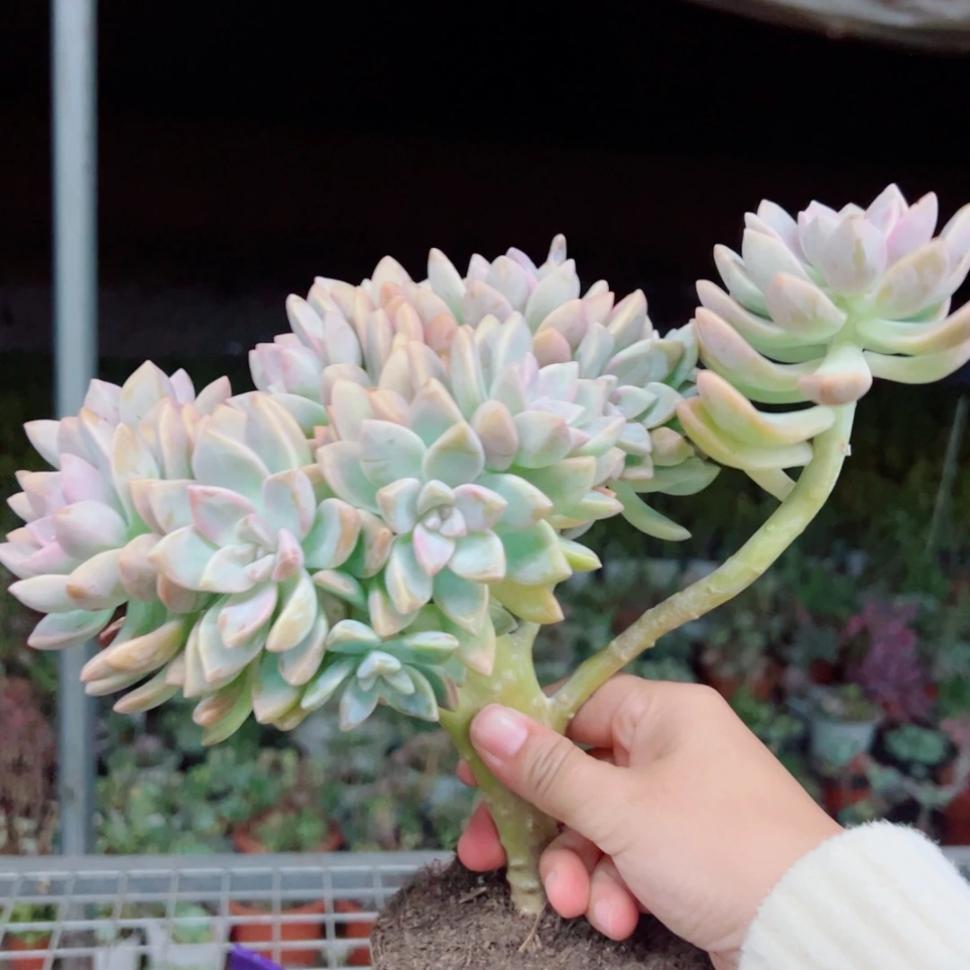 淡雪缀化整装整群大盆