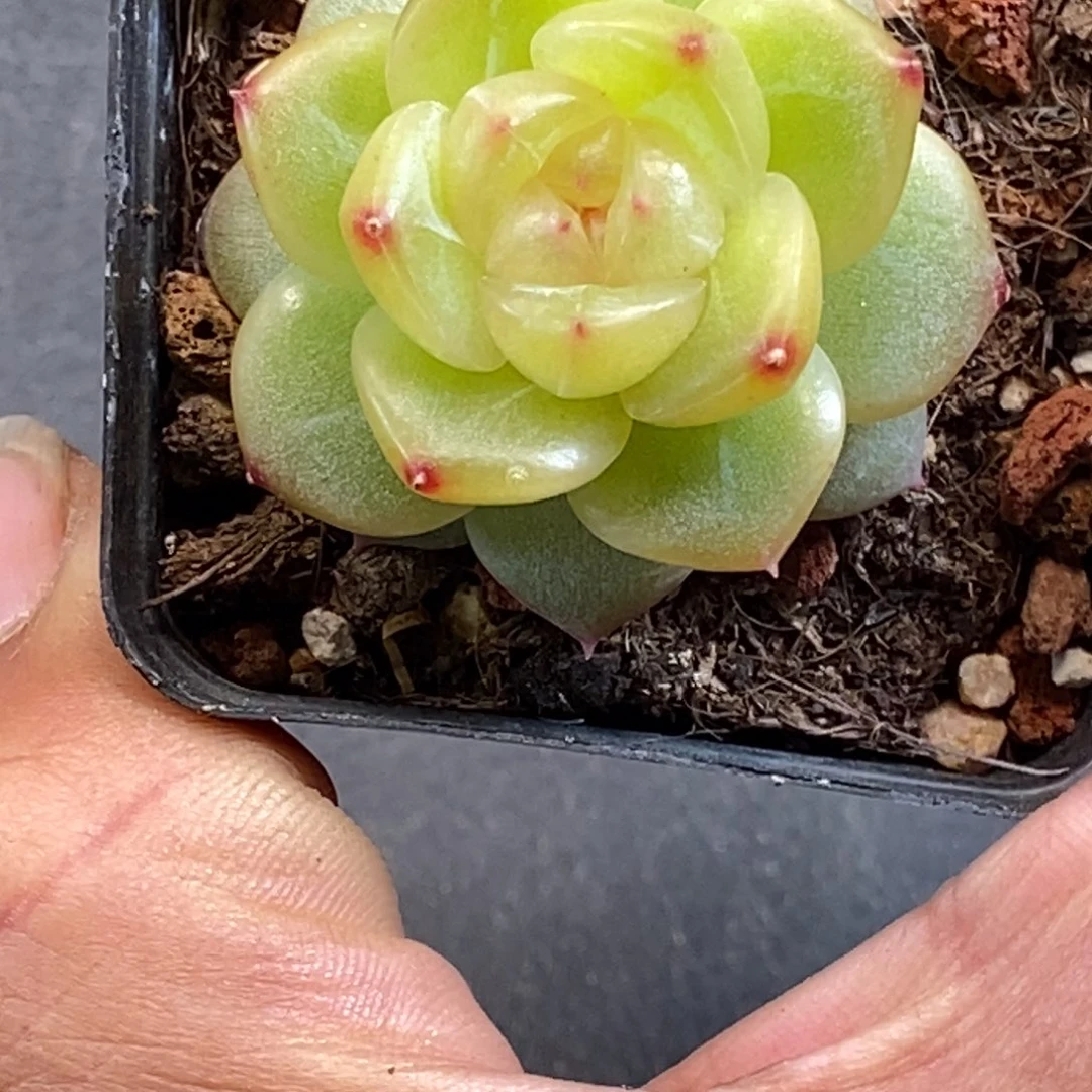天官赐福百无禁忌