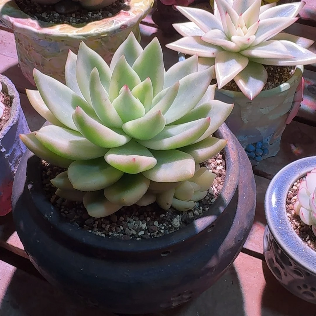 祝之松锦多肉多肉多肉