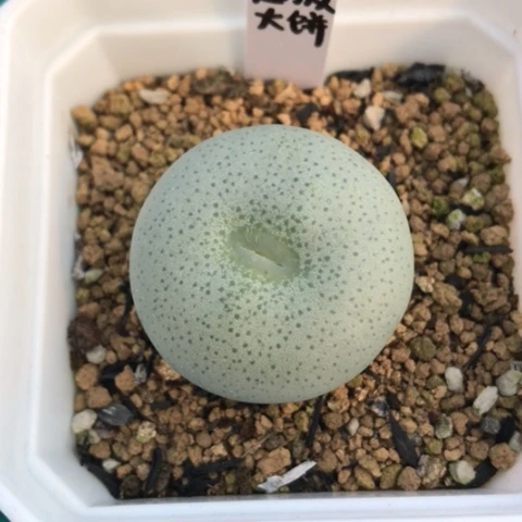 用****1多肉肉锥 超级大饼