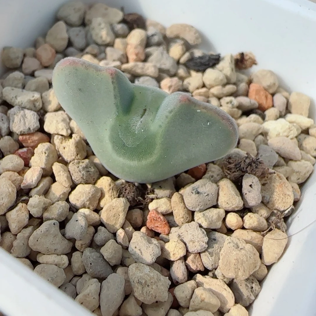 多肉植物大肚短耳特特9号