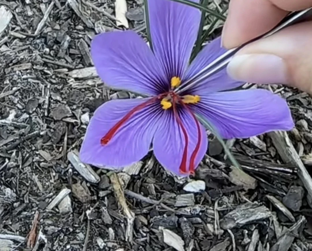 高原藏红花龙头凤尾香气浓郁可泡水泡酒炖汤的特产