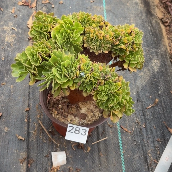 玫瑰缀多肉植物不包损283