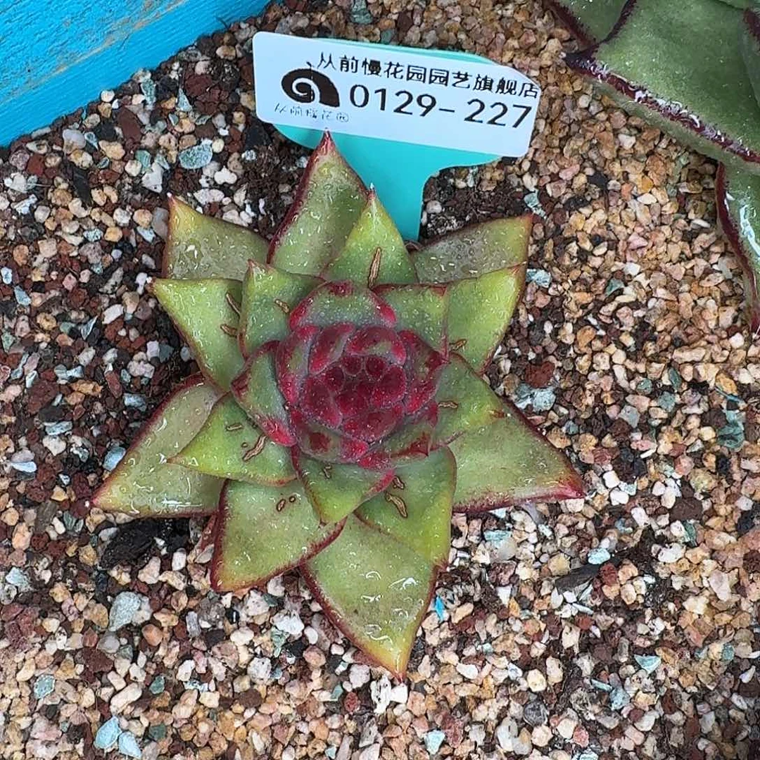 从前慢花园多肉0129-227