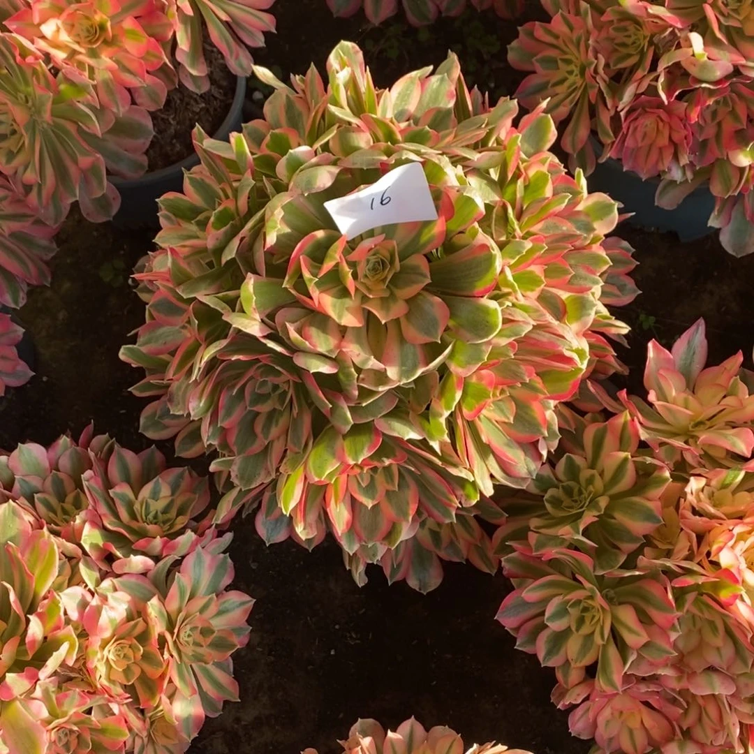 16号粉女郎多肉1颗多肉