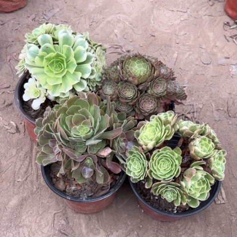 949多肉植物组合，