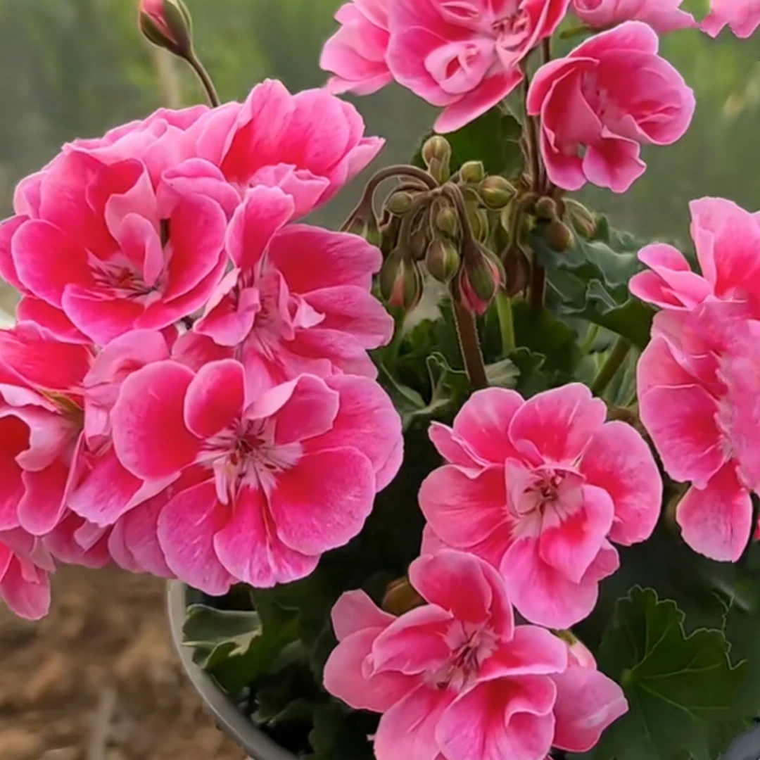 贵妃粉 直立天竺葵 一颗包邮，拍三发四