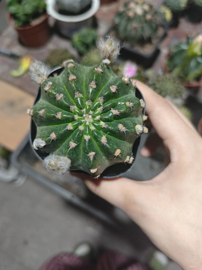 丽花婵衣仙人球保冠幅5公分