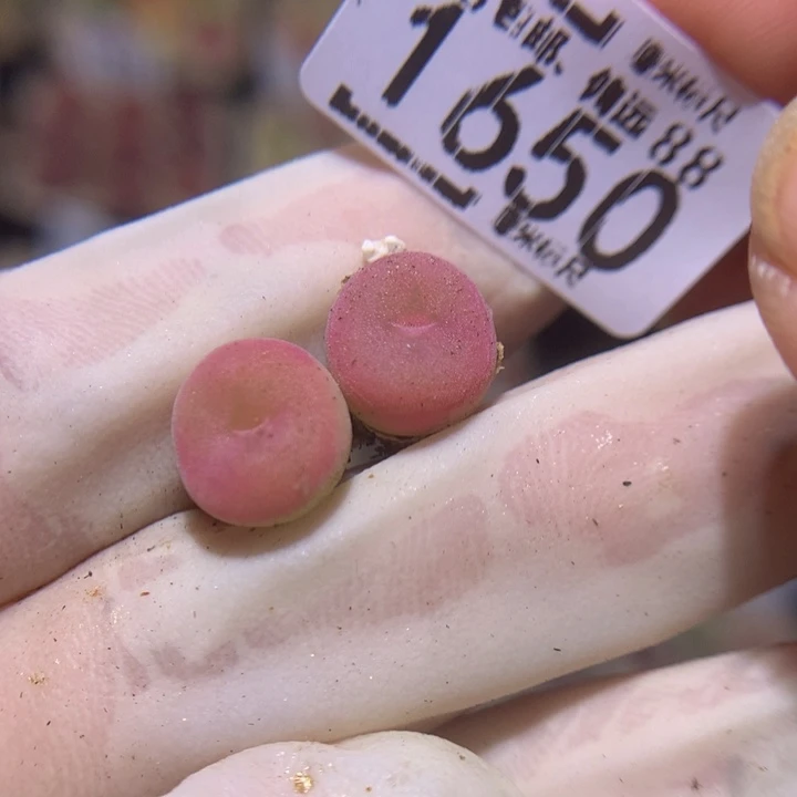 ?***?精品生石花多肉1650