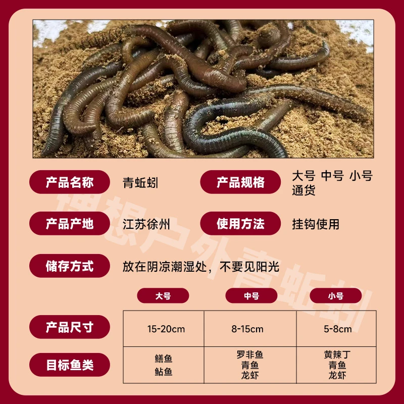顺丰包邮青蚯蚓鲜活养殖基地活饵黄鳝鱼饵垂钓特臭