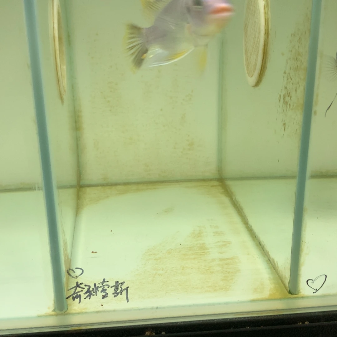 红***3慈鲷鱼41号奇利索斯龙王