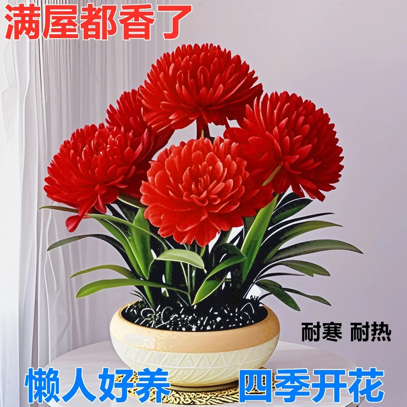 【四季开花】新品晚香兰驱蚊四季开花造景重瓣大花浓香型花卉盆栽
