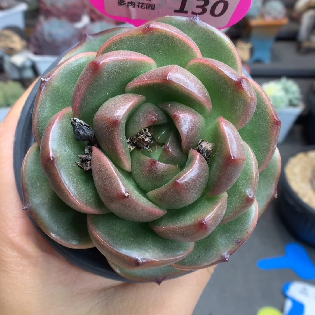 130皮埃拉珍妮多肉植物