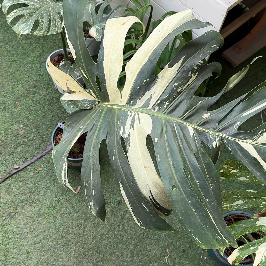 无花朵C***G大薄荷单叶c5