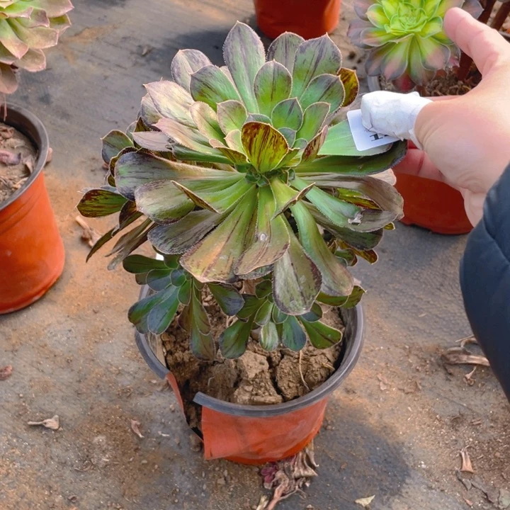 追**光144拉丝锦法师多肉断枝不售后