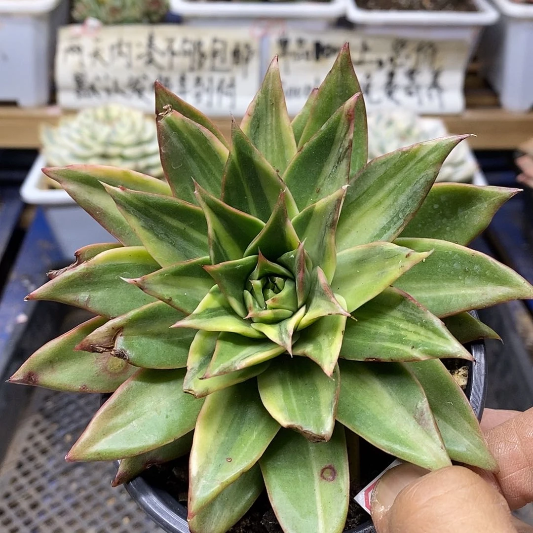 26152 藏宝图锦多肉