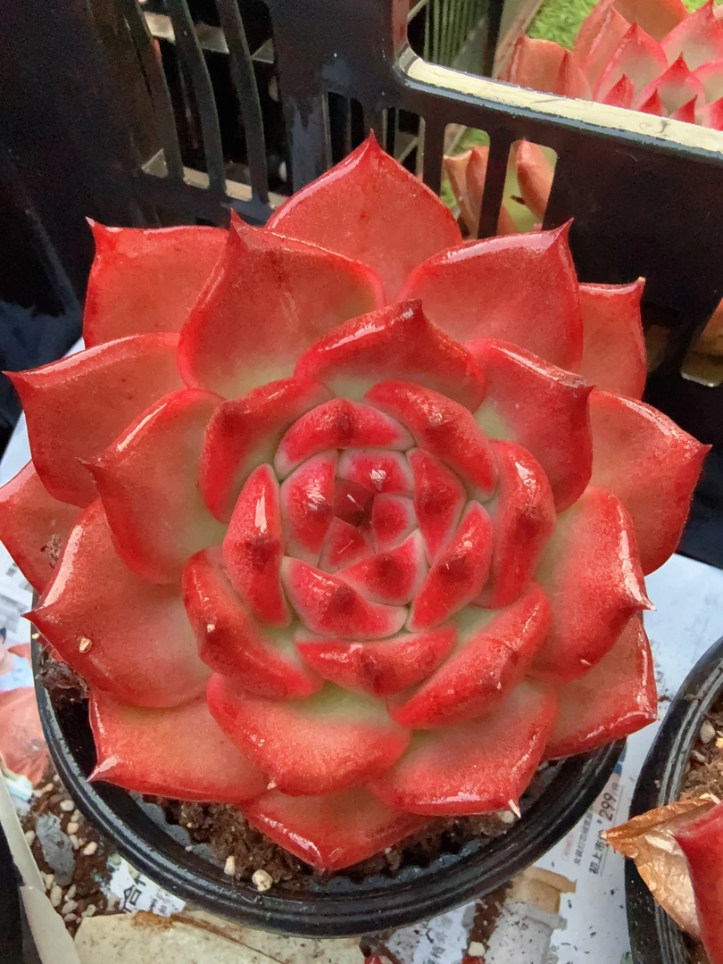 160#大凯亚带崽（10-14cm）脱土