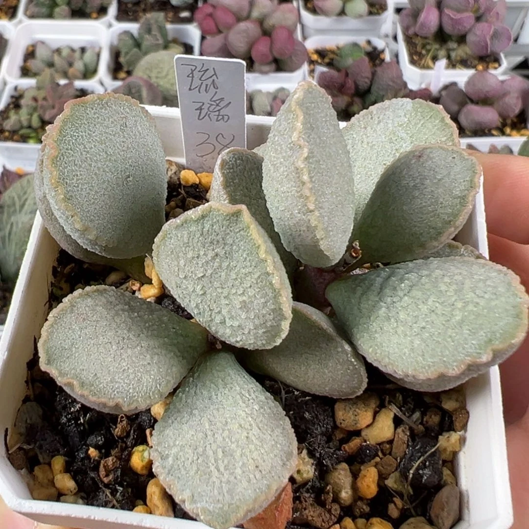 w琉璃多肉植物水泡