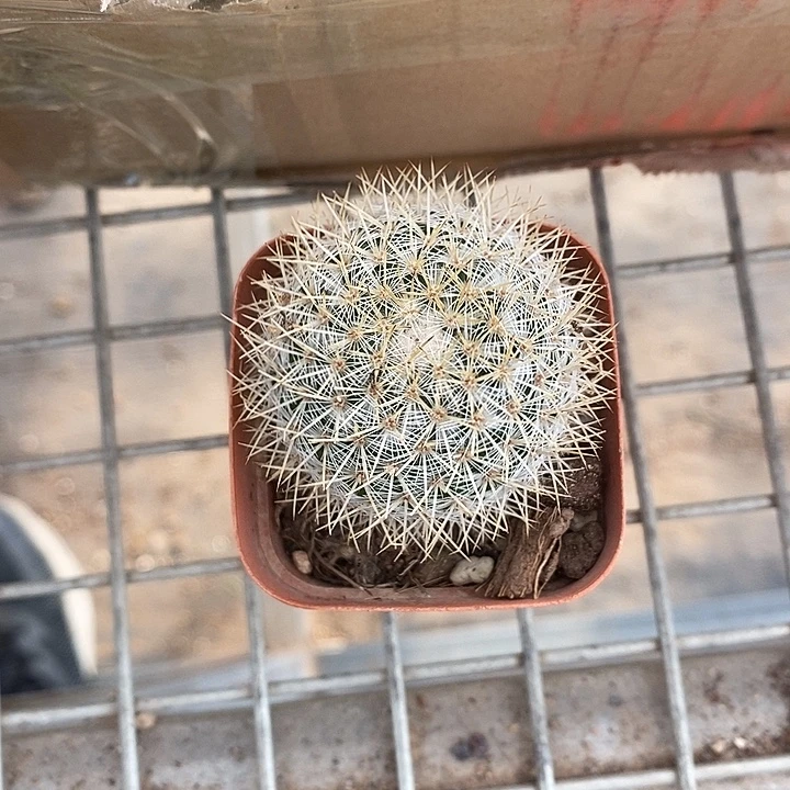 漂亮仙人球一物一拍