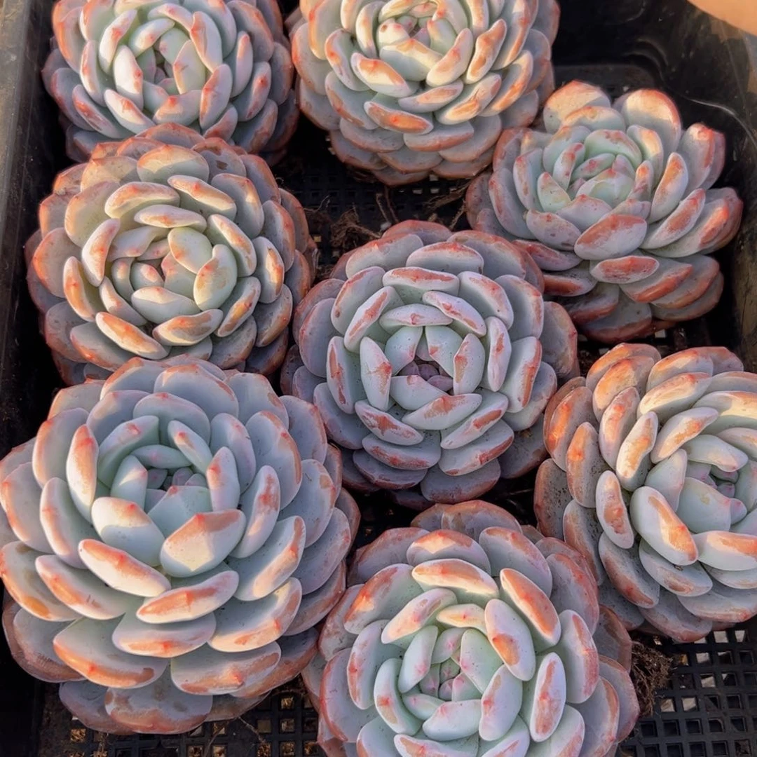 橙子一棵有订单区拍