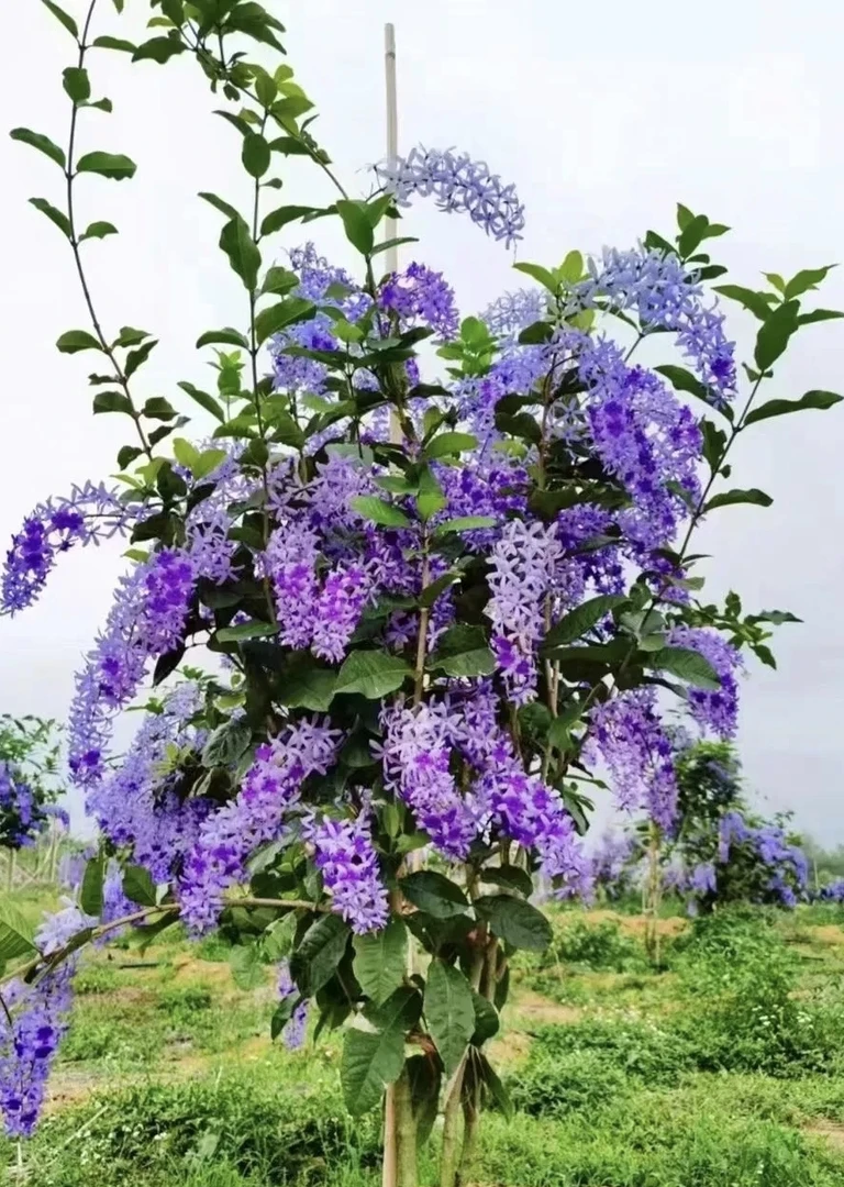 泰国大叶蓝花藤许愿藤女王花环南方四季开花爆花绿植花卉