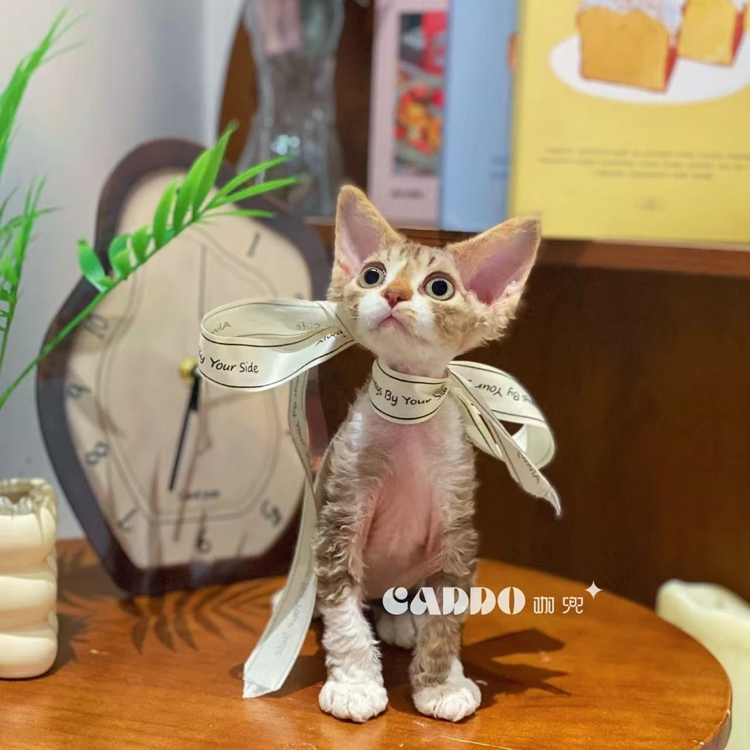 Caddo德文卷毛猫-棕虎斑弟弟（灵宝）