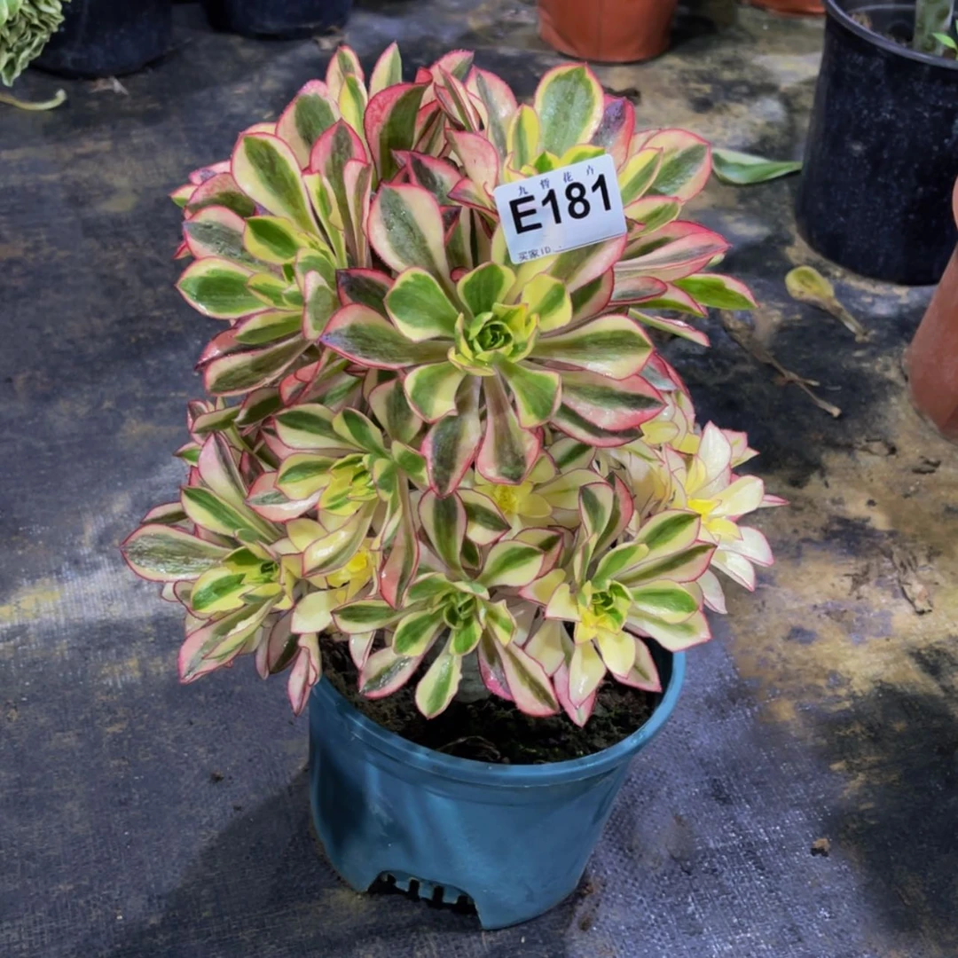 【闪购商品】18100