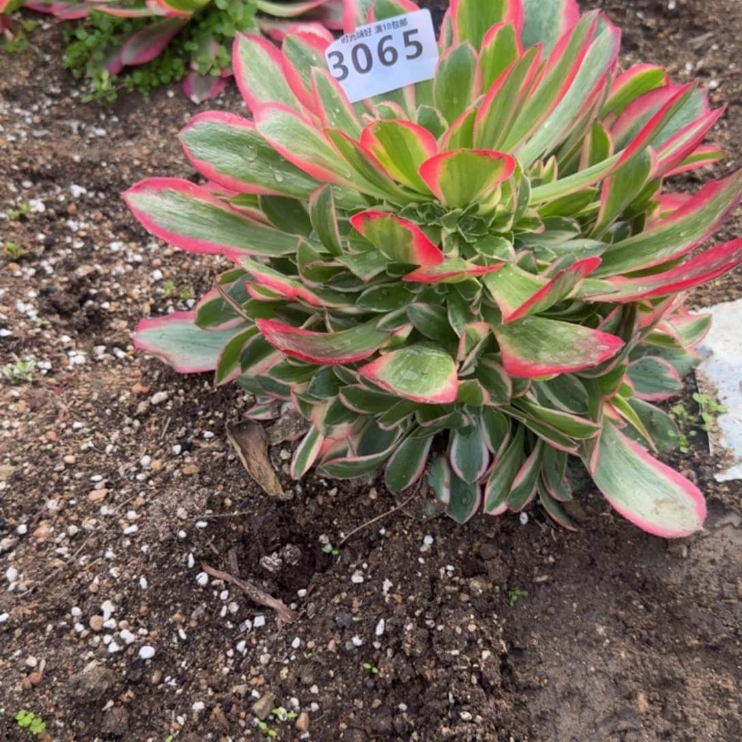 涛*a3065妖月。多肉植物