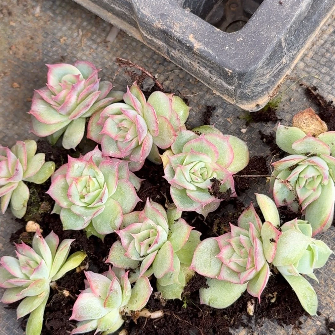 31-14四号玫瑰一颗量拍