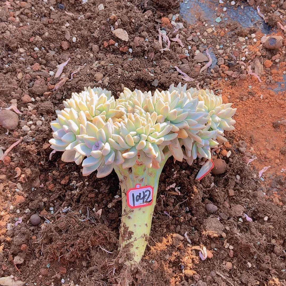 华*淡雪缀1042 晓晓一物一拍