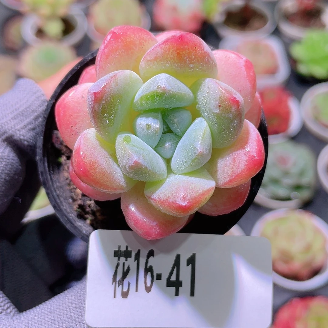 花利美16-41皓月
