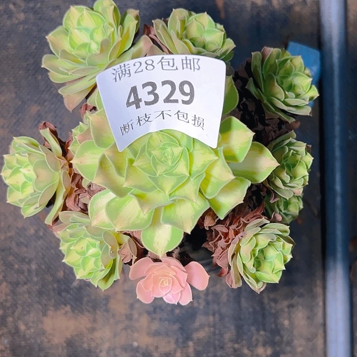 4329韶华多肉植物