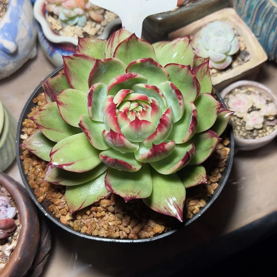 *****惊鸿仙子一物一拍8061号