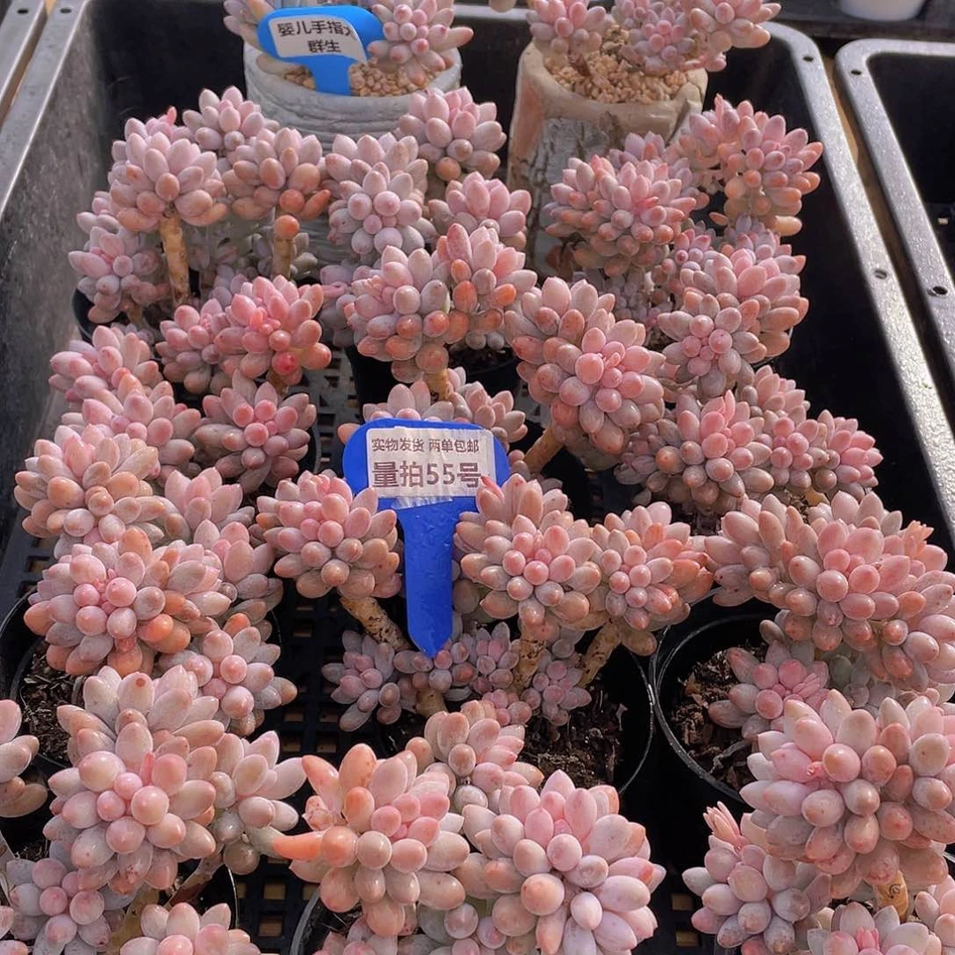 量拍55号 婴儿手指大群生一个