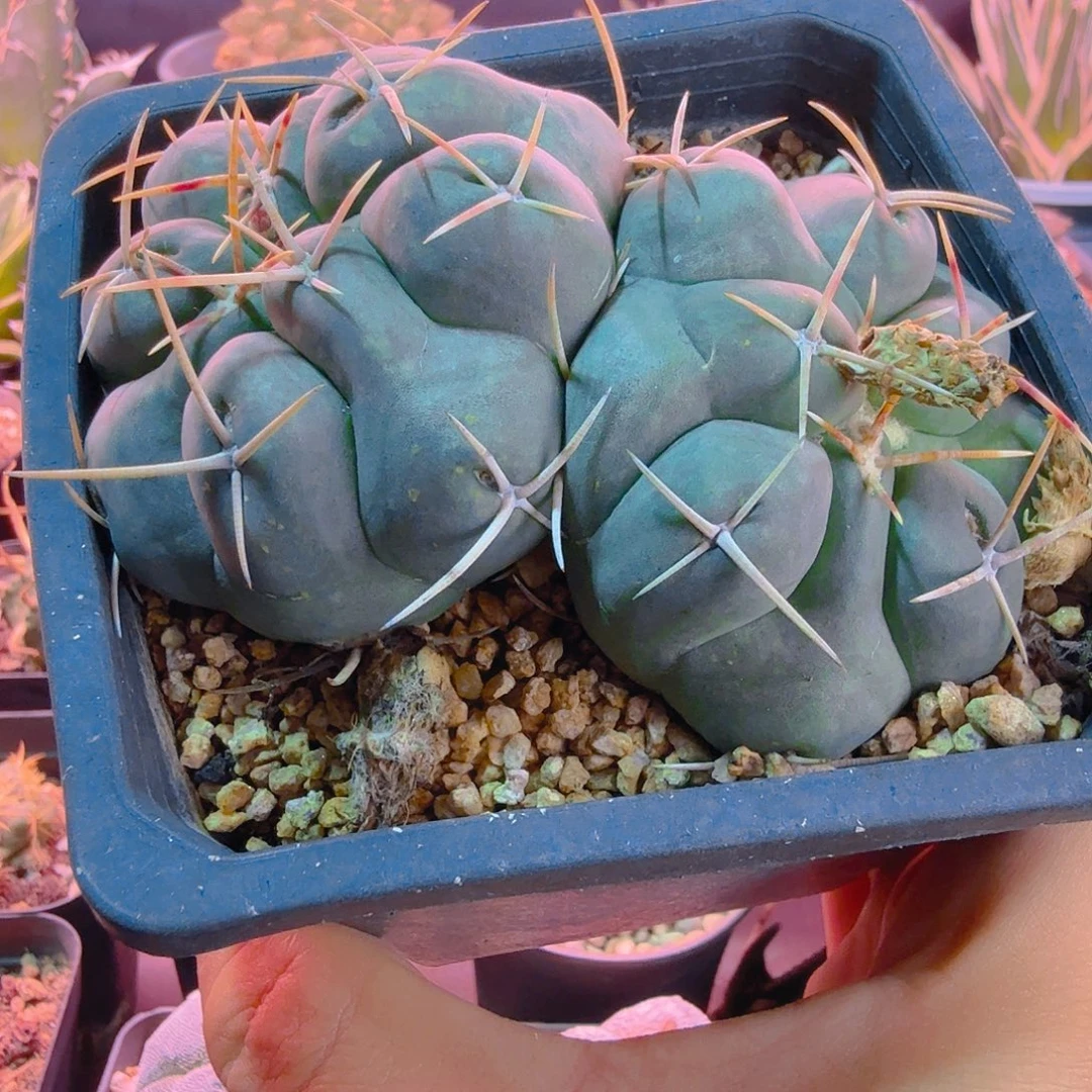 影舞者多肉植物多肉植物