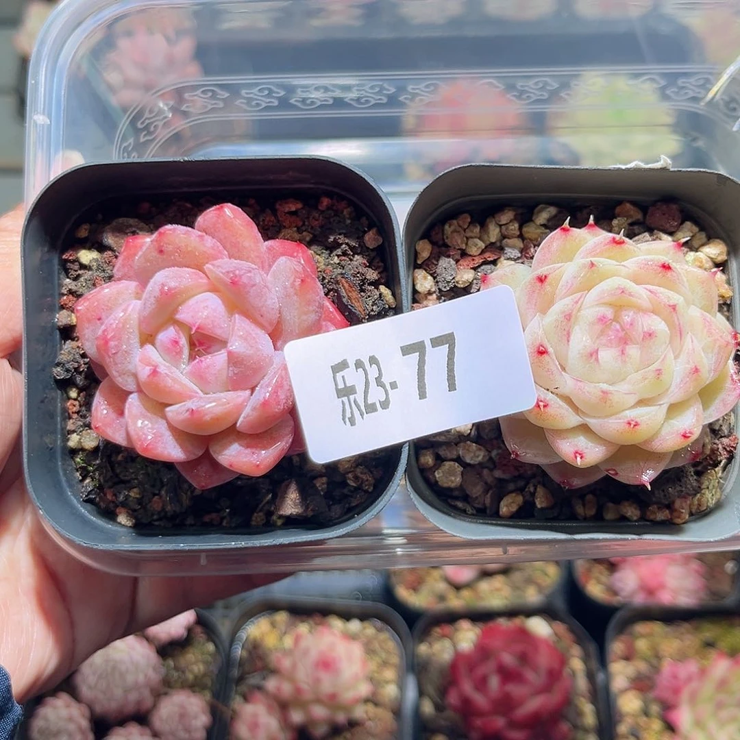 乐23-77新品+女王