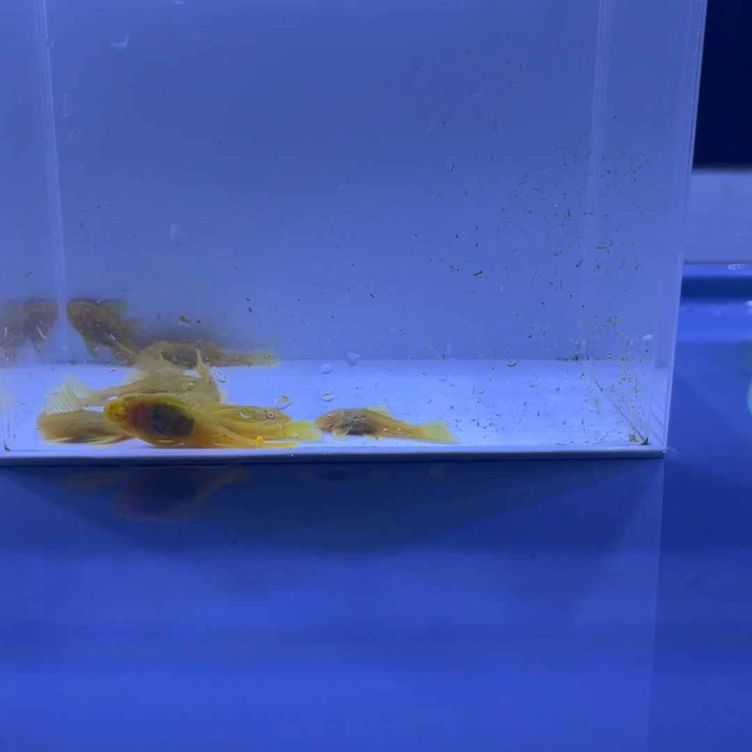 孔雀鱼胡子十条开箱视频报损