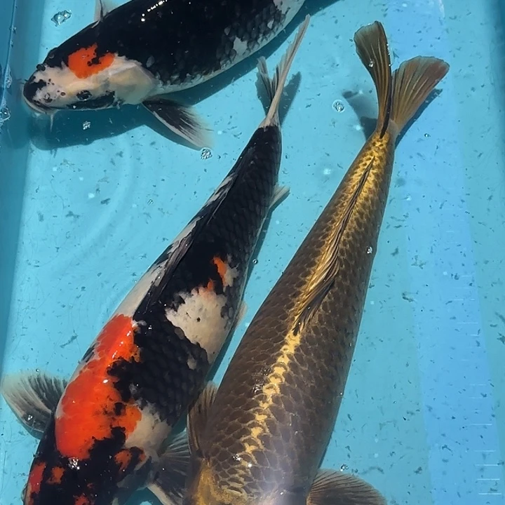 海水鱼赤目芒果白写