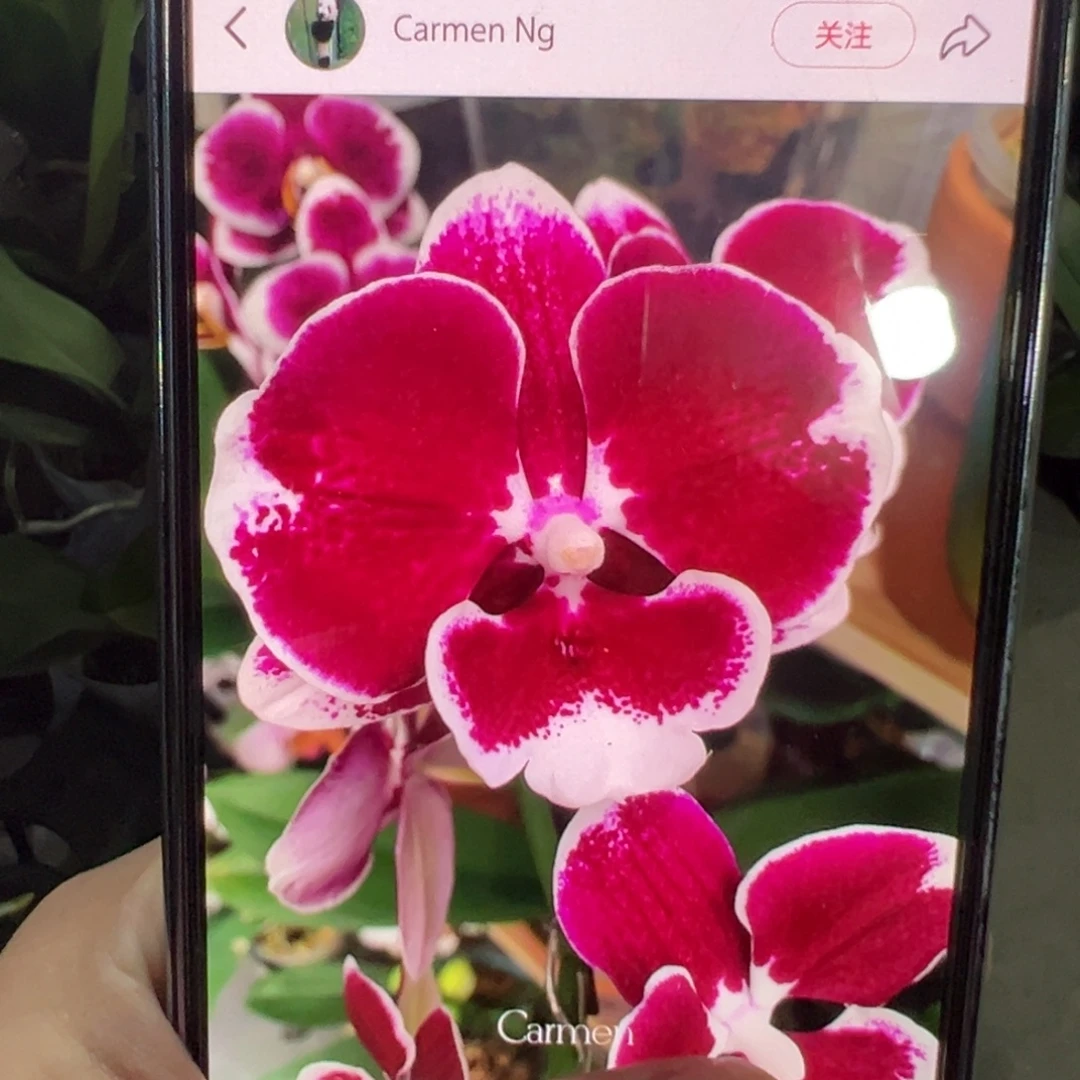 当前无花栽培后可以开花黑天鹅大苗，凑单发货