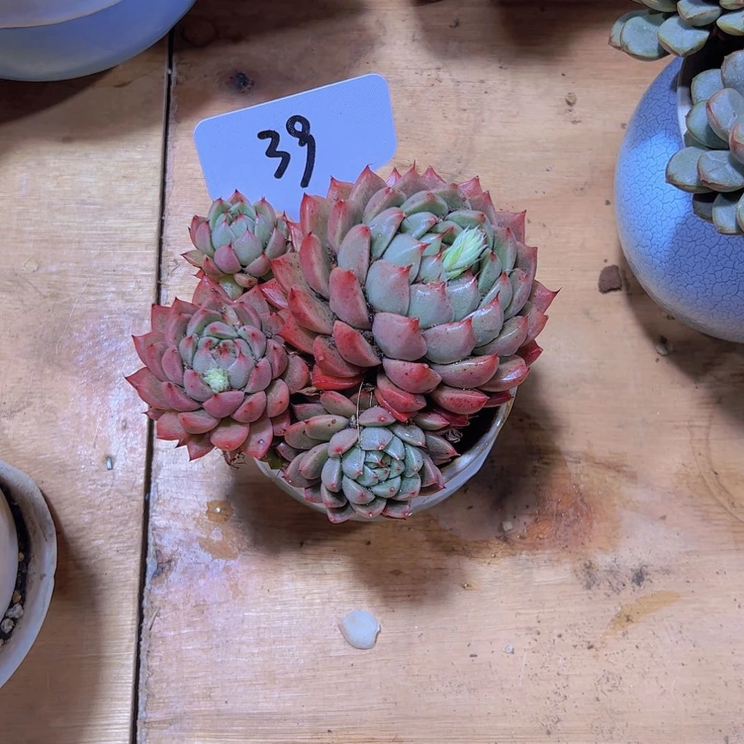 萬***囍39号杂交。。。。。。。