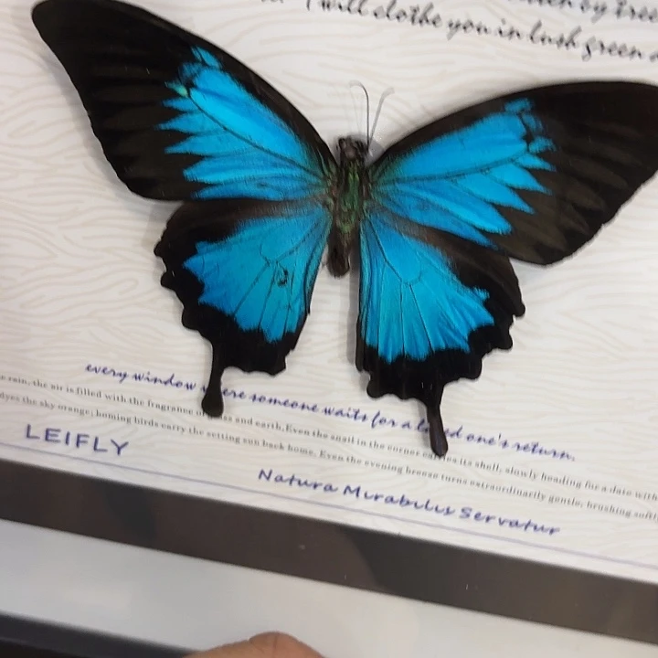 皮***麻蝴蝶标本定制597@