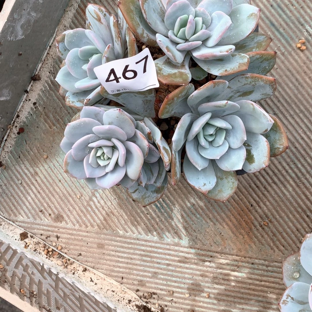 好***P# 467。售后范围：签收起7天内不拍冷链不售后。
