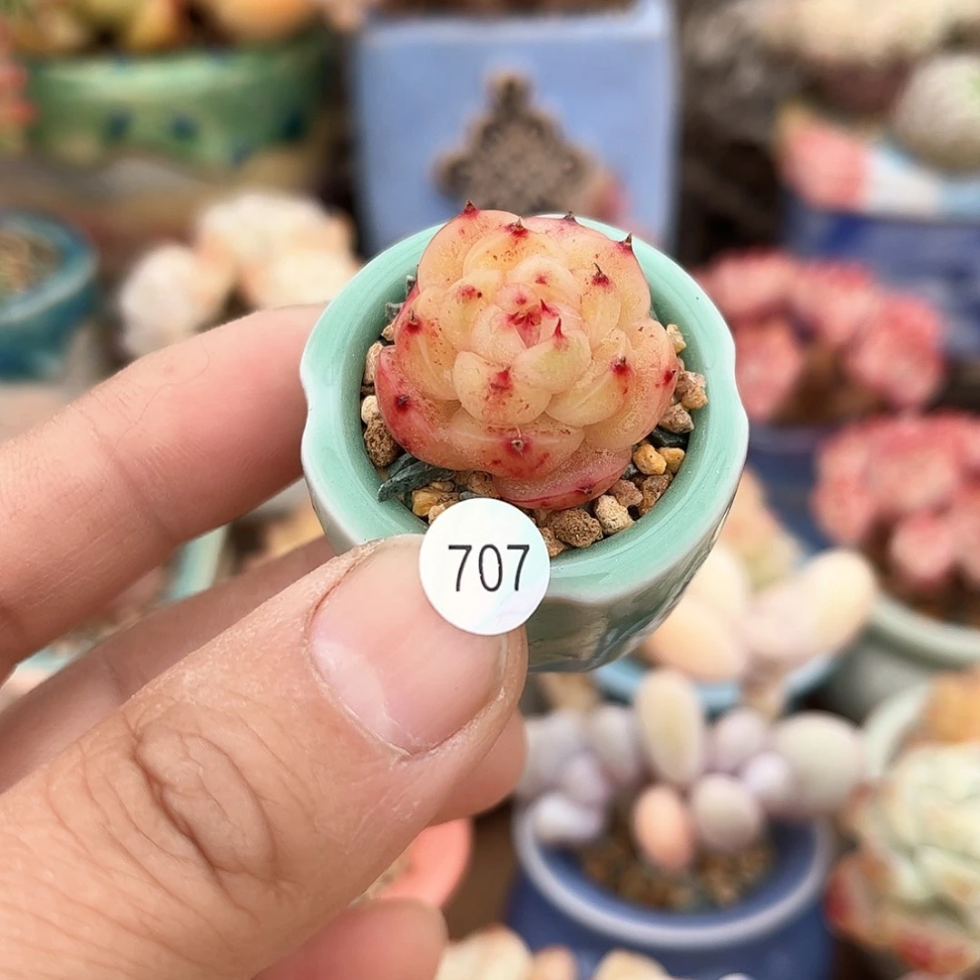 珍妮 含盆含土发货 30包邮偏远除外