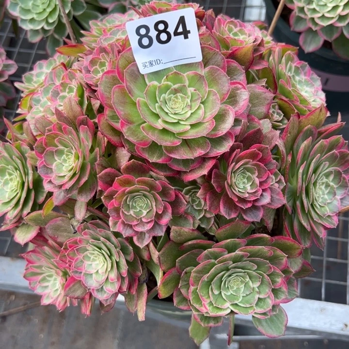 海*呐884莲花25厘米左右