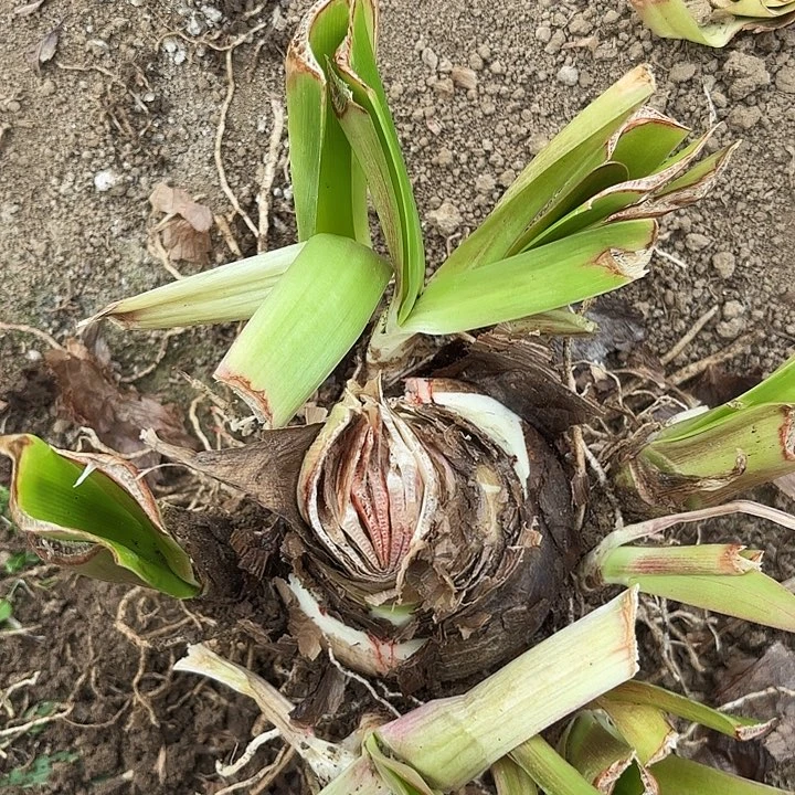 杂交六号开花不售后