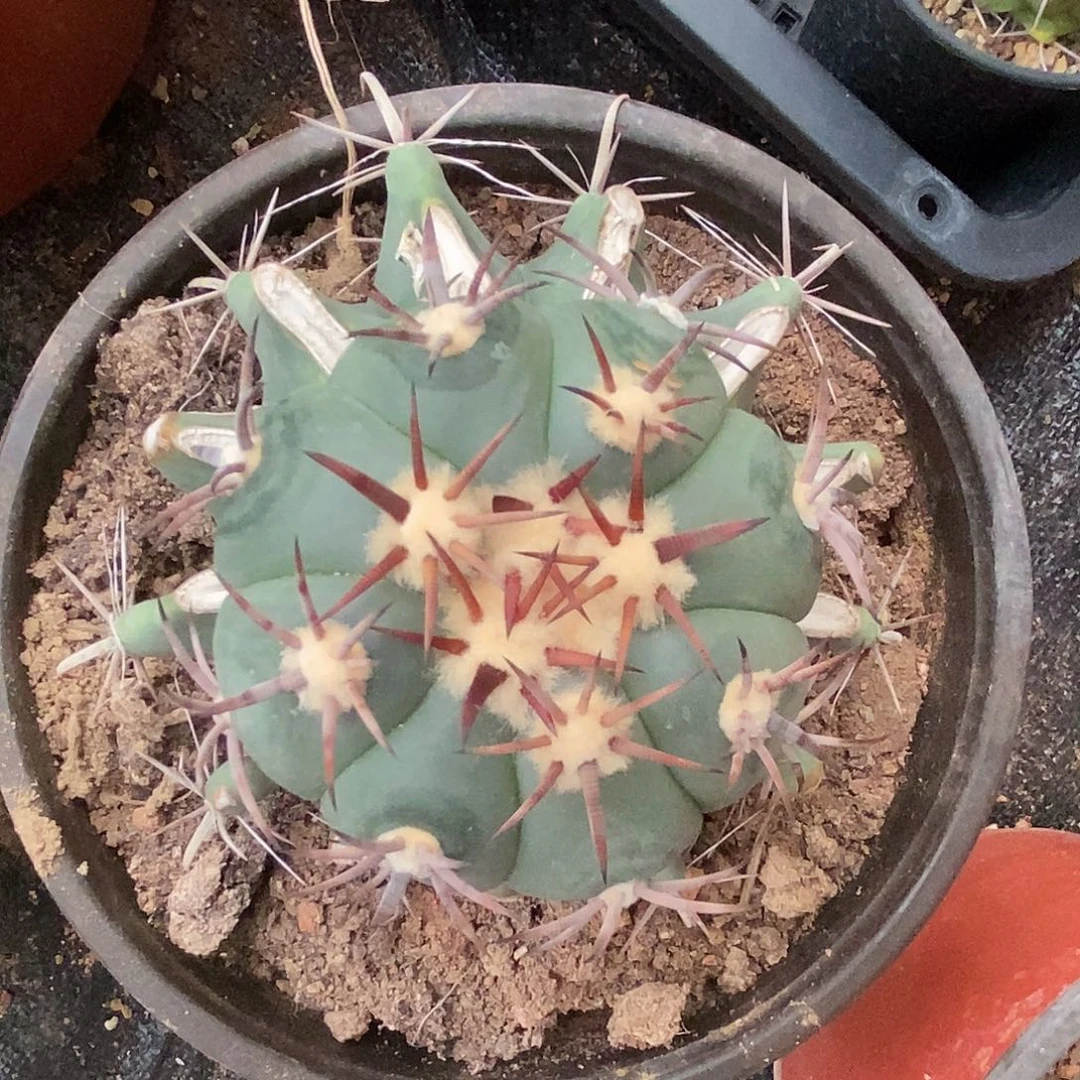 嫁接割刺雷帝平丸8.1cm