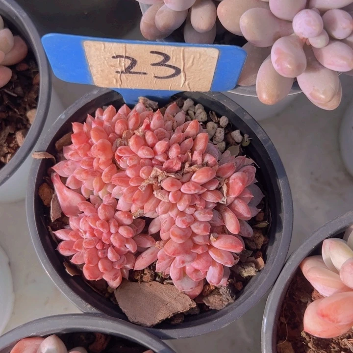 健健康康平平安安