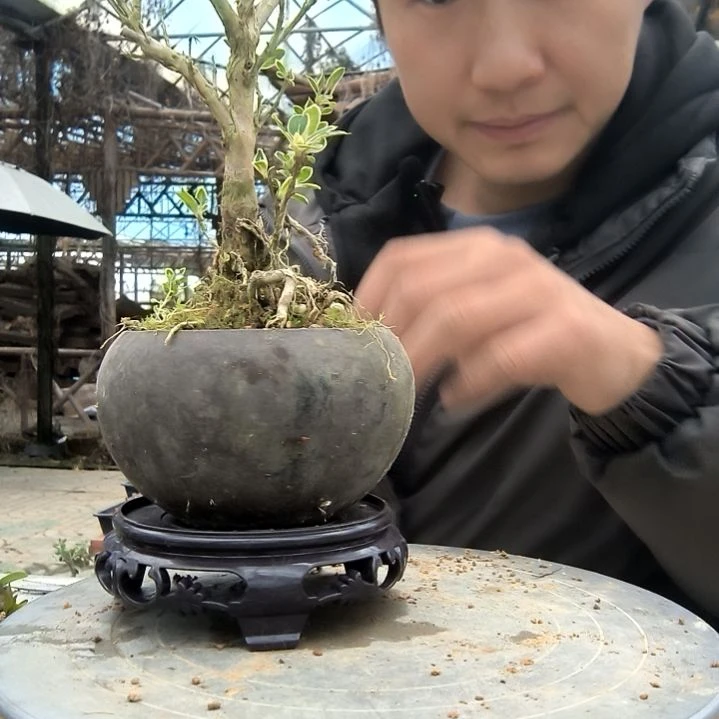 小**豆小盆景小植物一物一拍121