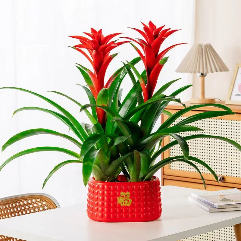 【新疆包邮】鸿运当头喜庆节日年宵花送礼花卉好养耐养净化空气盆栽