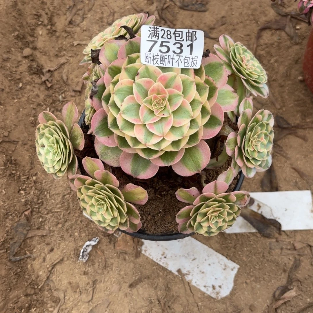 M. 7531荔枝多肉1？ded